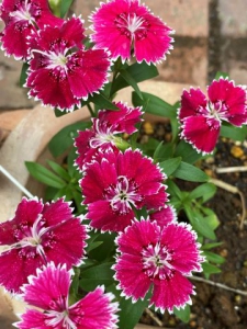 なでしこの花が咲きました 吉祥女子中学 高等学校